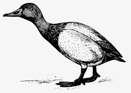 Standing Duck Engraving, HD Png Download, Free Download