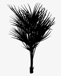 Bush Drawing Palm Tree - Silhouette, HD Png Download, Free Download