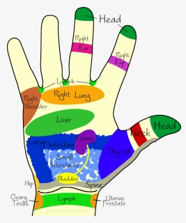Transparent Left Hand Clipart - Hand Reflexology Right Hand, HD Png Download, Free Download