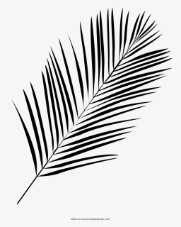 Palm Leaf Coloring Page - Line Art, HD Png Download, Free Download