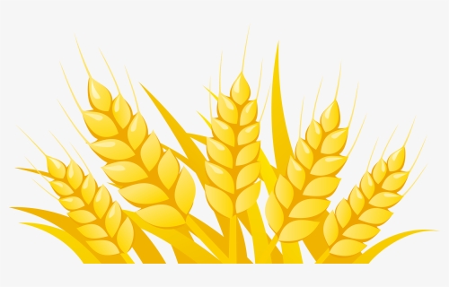 Wheat Clipart Vector - Autumn Objects, HD Png Download - kindpng