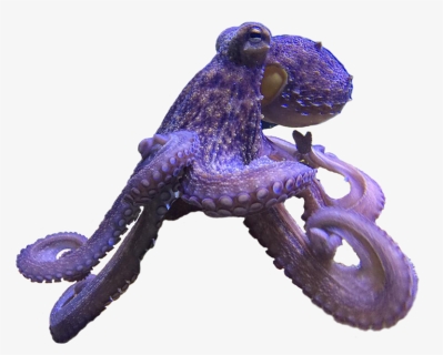 Common Octopus - Octopus, HD Png Download, Free Download
