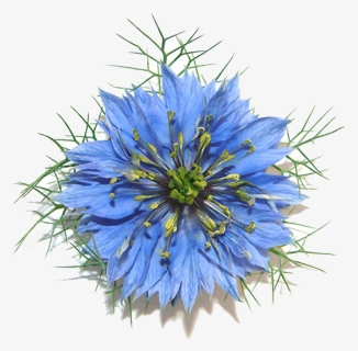 Nigella Sativa Flower, HD Png Download, Free Download