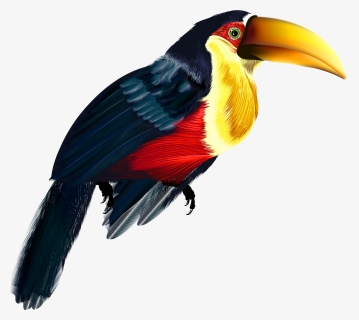 Toucan Clipart Bird"s - Transparent Toucan Clipart, HD Png Download, Free Download