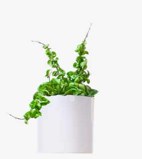 Large / Cylinder - Houseplant, HD Png Download, Free Download