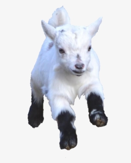 #babygoat #babygoats #goat #goats #freetoedit - Goat, HD Png Download, Free Download