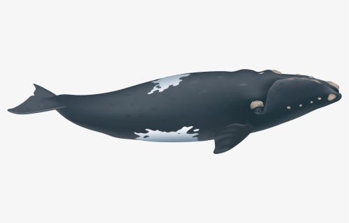 Society For Marine Mammalogy - Southern Right Whale Png, Transparent Png, Free Download