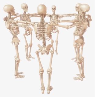 Skeleton, HD Png Download, Free Download