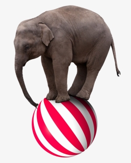 Elephant Circus Stock Photography - Circus Elephant Png, Transparent Png, Free Download