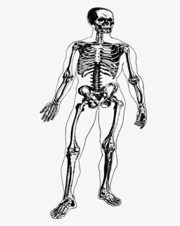 Skeleton In A Body - Illustration, HD Png Download, Free Download