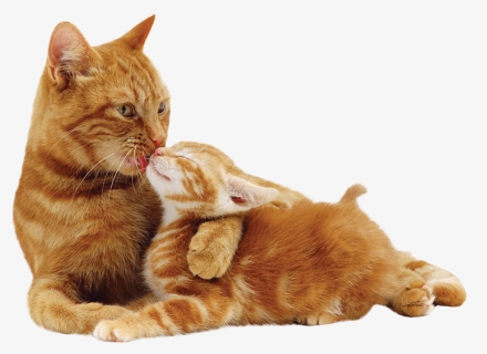 Mother Cat Licks Kitten, HD Png Download, Free Download