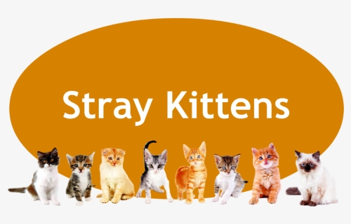 Kittens Transparent Orange - Domestic Short-haired Cat, HD Png Download, Free Download