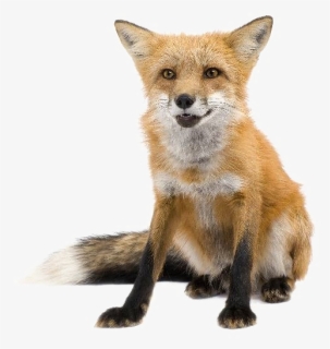 Red Fox Transparent Images - Vulpes Vulpes Png, Png Download, Free Download