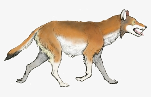 The American Museum Journal ) (canis Dirus) Transparent - Canis Dirus, HD Png Download, Free Download