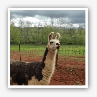 Img 2026 - Llama, HD Png Download, Free Download