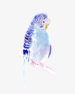 Watercolor Painting , Png Download - Budgie, Transparent Png, Free Download