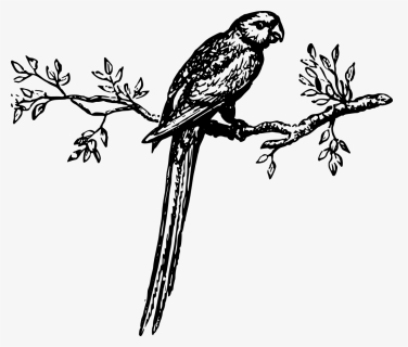 Transparent Parakeet Png - Clip Art Bird On Branch, Png Download, Free Download
