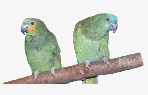Amazon Parrots, HD Png Download, Free Download