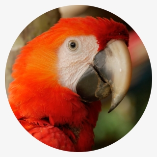 Parrot Round - Macaw, HD Png Download, Free Download