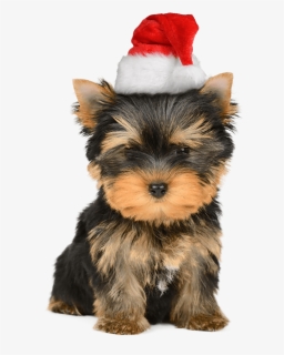 Transparent Yorkie Png - Yorkie Christmas, Png Download, Free Download