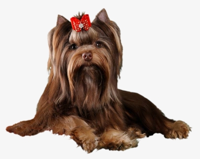 Choc Yorkie Png - Yorkshire Terrier, Transparent Png, Free Download