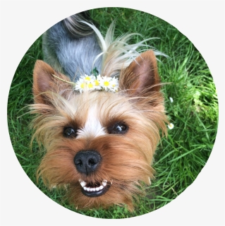 #yorkie #yorkielove #yorkshireterrier #yorkies #dog - Yorkshire Terrier, HD Png Download, Free Download