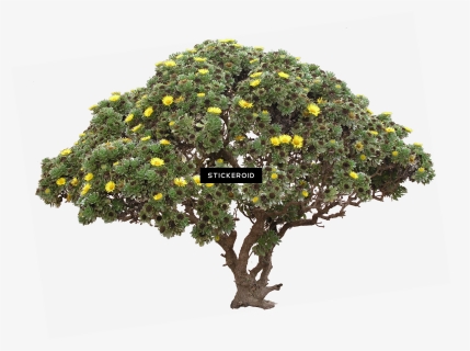 Portable Network Graphics , Png Download - High Resolution Desert Tree Png, Transparent Png, Free Download