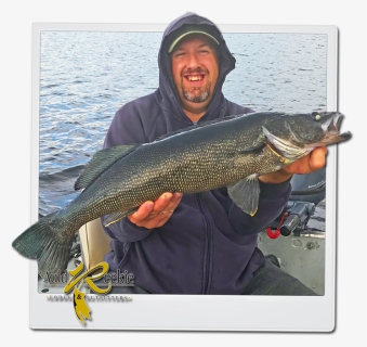 Walleye - Pull Fish Out Of Water, HD Png Download, Free Download