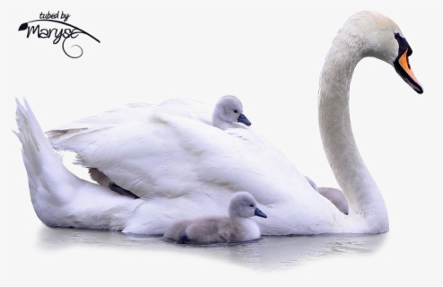 Two Swans Making A Heart Clipart Black And White Download - Tundra Swan, HD Png Download, Free Download