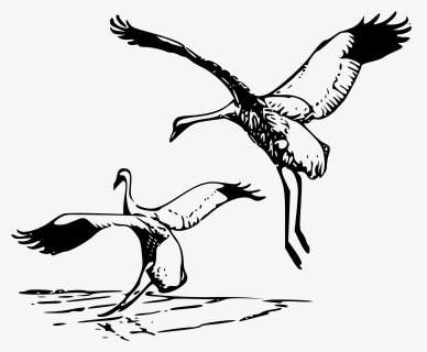 Whooping Crane 2 Clip Arts - Whooping Cranes Black And White, HD Png Download, Free Download