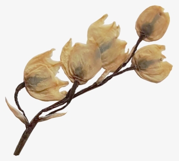 Rosa Glauca, HD Png Download, Free Download