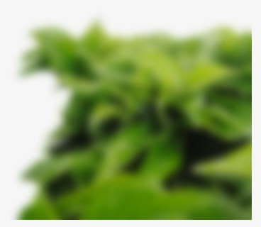 Blurred Leaves Foreground Png, Transparent Png, Free Download