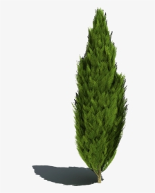 Grass - Cut Out Shrubs In Photoshop, HD Png Download, Free Download
