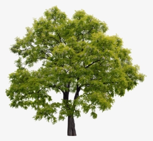 High Resolution Trees For Photoshop, HD Png Download, Free Download
