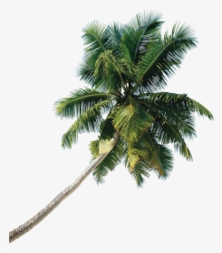 Asian Palmyra Palm Tree Coconut - Palm Tree Png, Transparent Png, Free Download