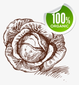 Drawing Vegetables Organic Food - Drawing, HD Png Download, Free Download