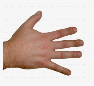 Stick Clipart Arm - Transparent Back Of Hand, HD Png Download, Free Download