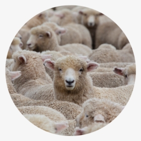 Sheep New Zealand, HD Png Download, Free Download