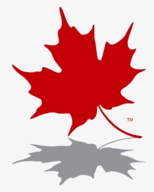 Maple Leaf Logo Red - Transparent Canadian Maple Leaf, HD Png Download, Free Download