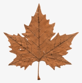 Transparent Maple Leaf Vector, HD Png Download, Free Download