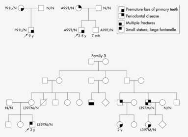 Pedigree With Multiple Diseases, HD Png Download, Free Download