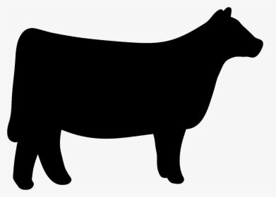 Cow Clipart Heifer - Heifer Show Cattle Silhouette, HD Png Download, Free Download