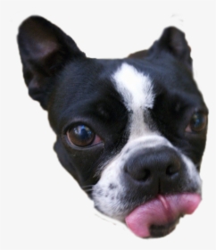 Quick Png Cutout - Boston Terrier, Transparent Png, Free Download