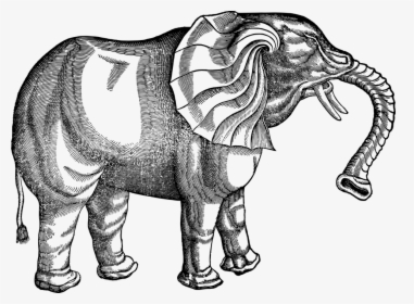 Vintage, Elephant, Line Art, Animal, Pachyderm, Tusks - Conrad Gessner Elephant, HD Png Download, Free Download