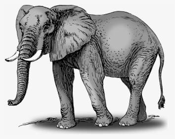 Transparent Elefante Png - Elephant Drawing With Color, Png Download, Free Download