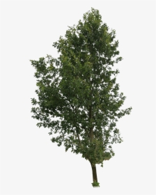 Cut Out Trees Png - Tree Png Cut Out, Transparent Png, Free Download