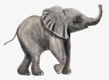 Transparent Elephant Drawing Png - Indian Elephant, Png Download, Free Download