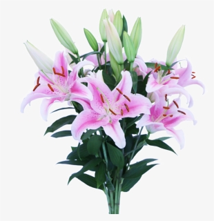 Stargazer Lily, HD Png Download, Free Download