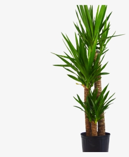 Yuca Elephantipes "spineless Yucca - Houseplant, HD Png Download, Free Download