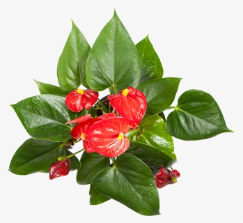 Flowering Anthurium For Sale - Chinese Hibiscus, HD Png Download, Free Download